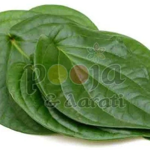 fresh ritual offering betel leaves fresh ritual offering betel leaves